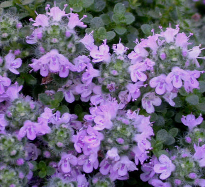 Elfin Thyme