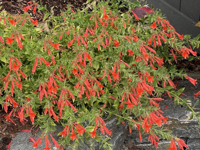 Border Perennials