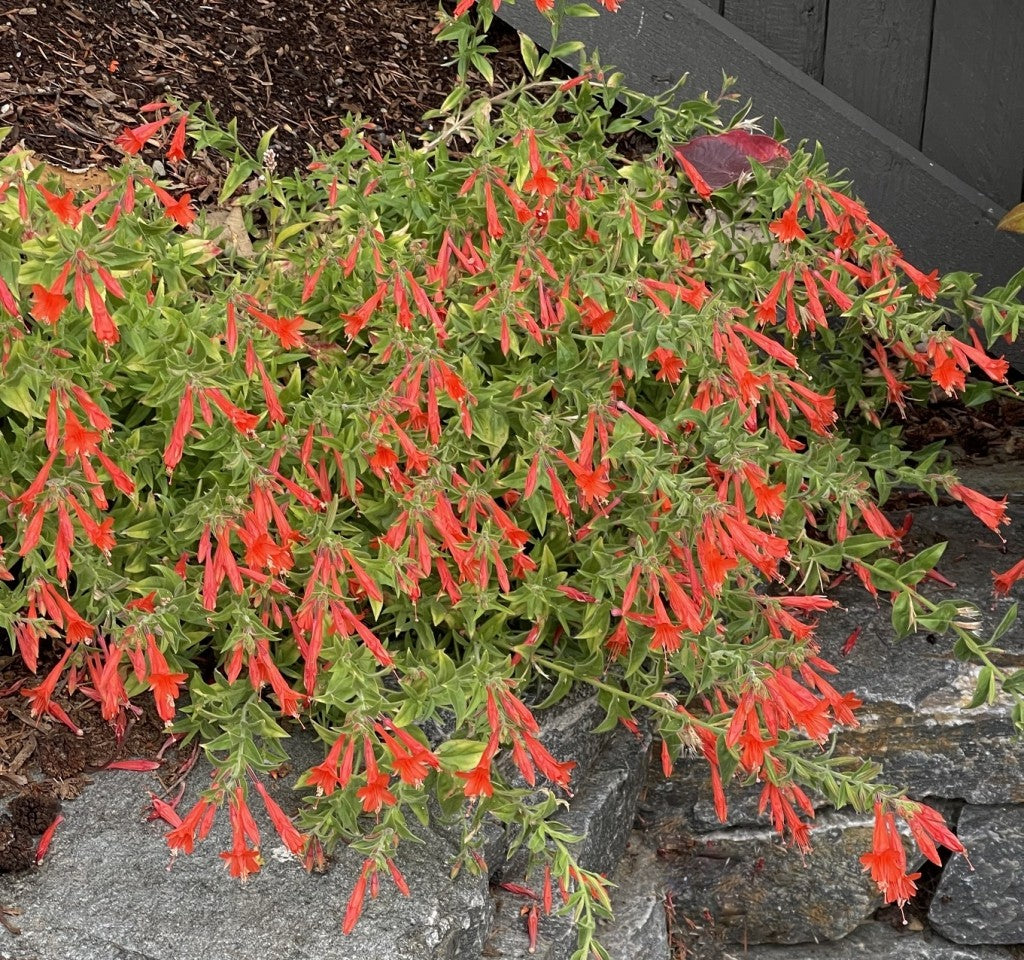 Orange Carpet Hummingbird Trumpet