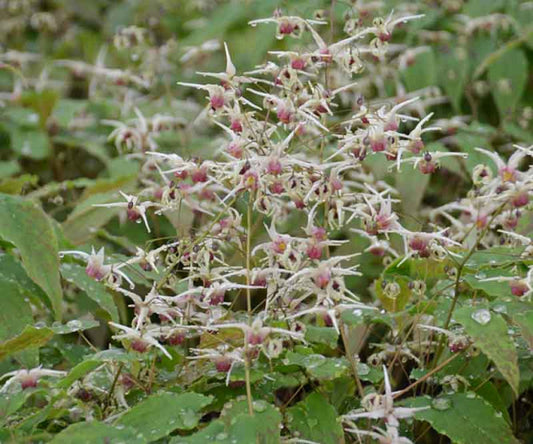 Epimedium Domino Barrenwort