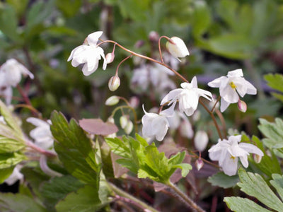 Barrenwort