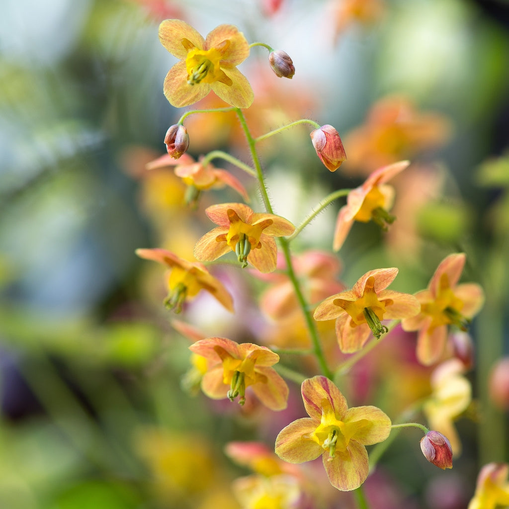 Epimedium Orange Queen Barrenwort
