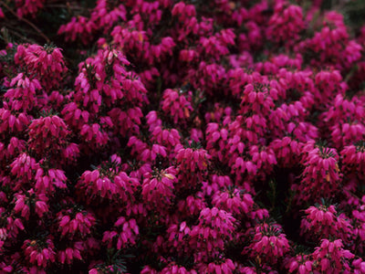 Cold-hardy Shrubs