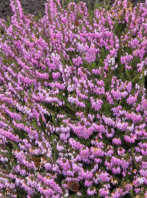 Erica Heather 4 Pack Bundle