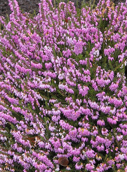 Erica Heather 4 Pack Bundle