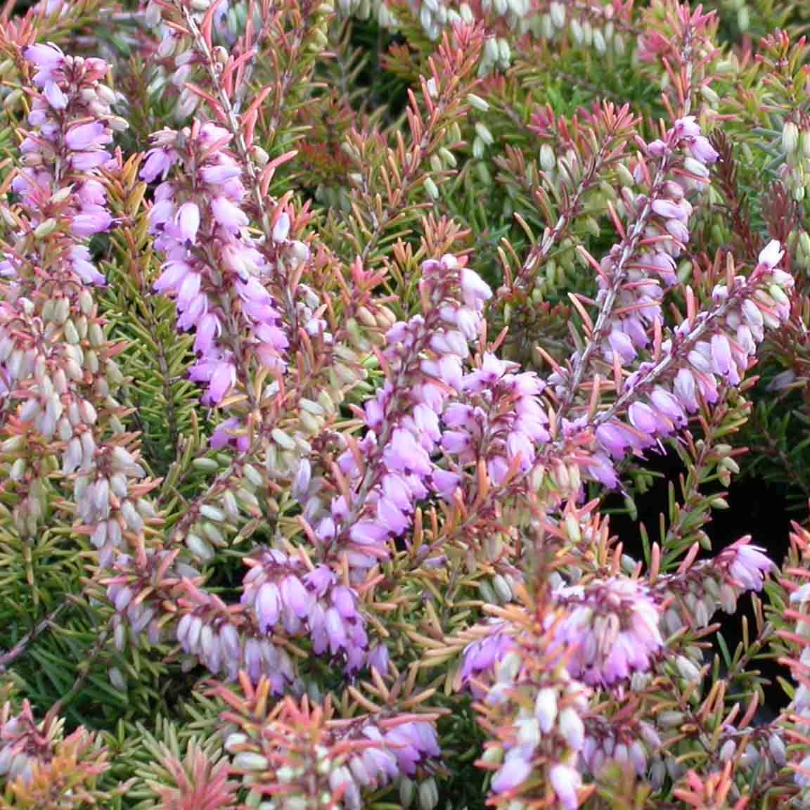 Erica Heather 4 Pack Bundle