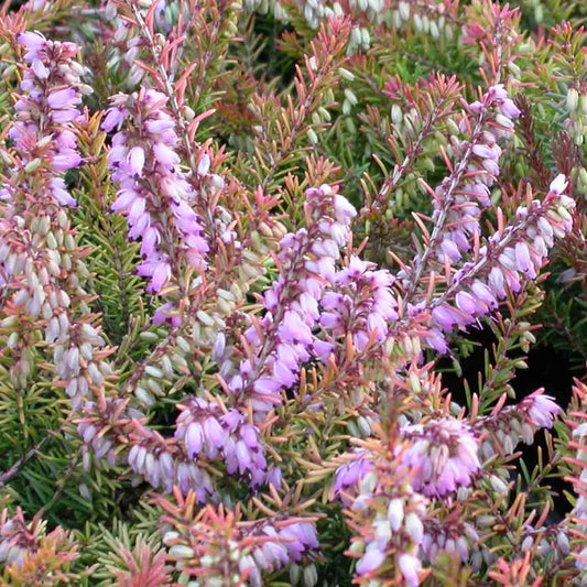 Mary Helen Erica Heather