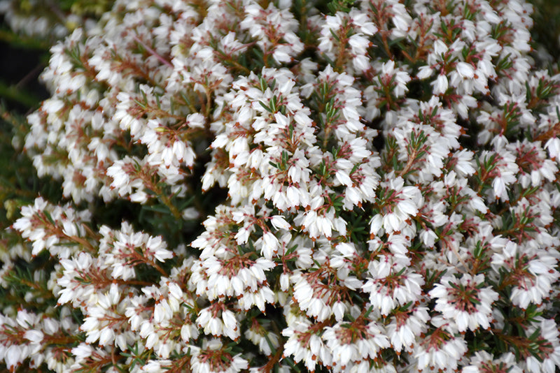 Silberschmelze Erica Heather