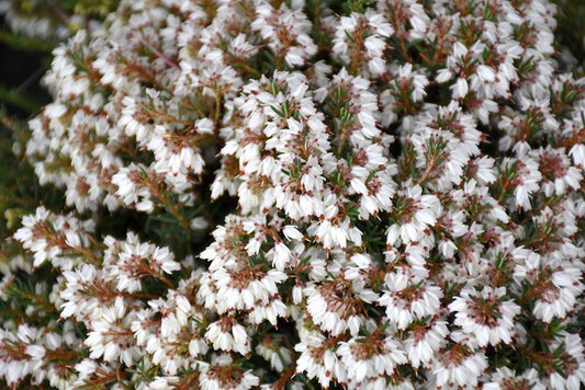 Silberschmelze Erica Heather