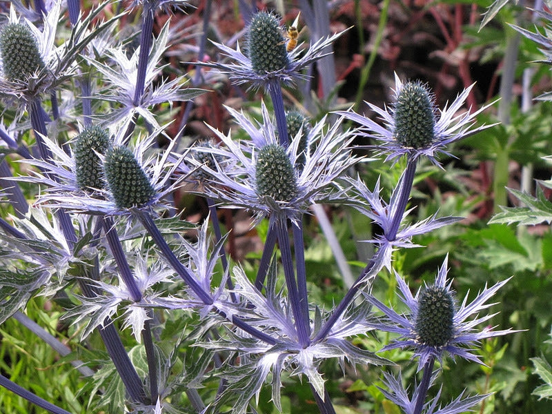 Eryngium zabelii Big Blue Sea Holly