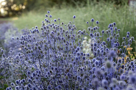 Eryngium planum 'Blue Glitter' Sea Holly