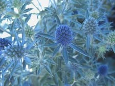 Blue Hobbit Sea Holly