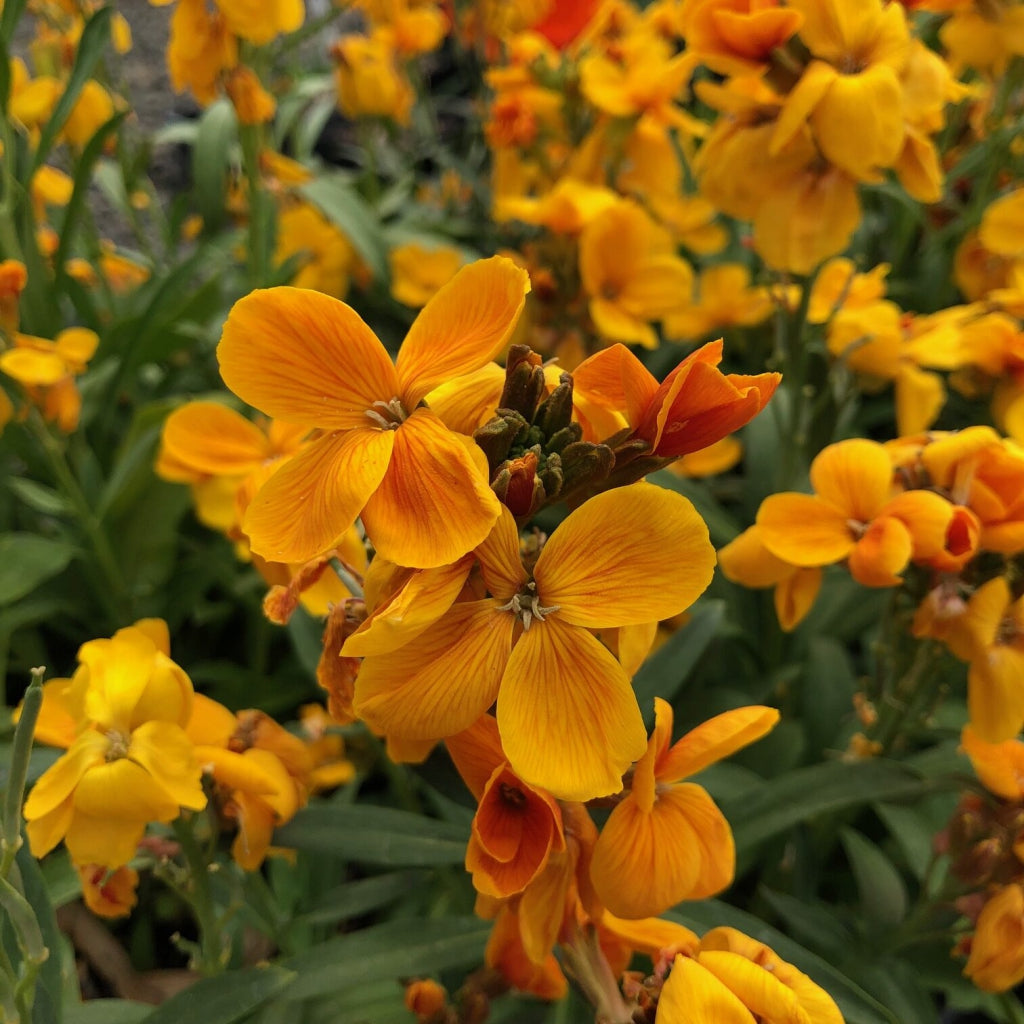 Erysimum Sugar Rush Orange Wallflower