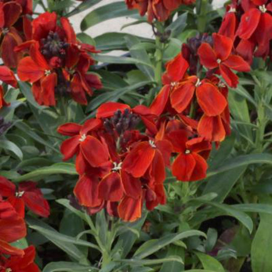 Erysimum 'Sugar Rush Red' Wallflower