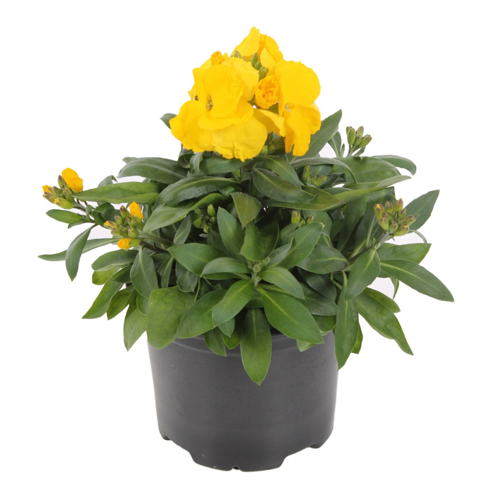 Erysimum 'Sugar Rush Yellow' Wallflower