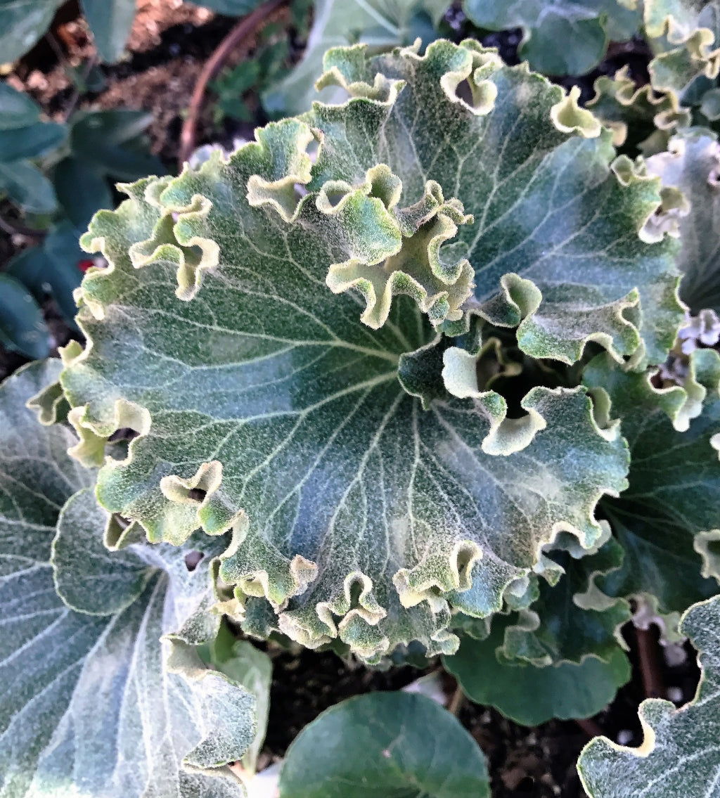 Wavy Gravy Leopard Plant
