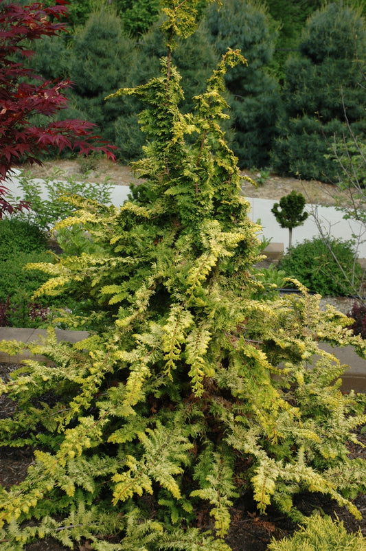 Fernspray Gold False Cypress