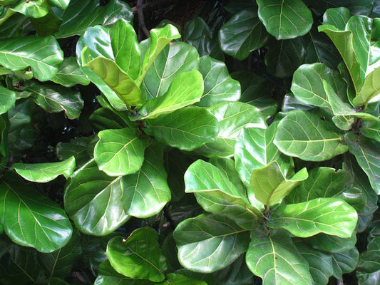 Ficus lyrata Fiddle-Leaf Fig