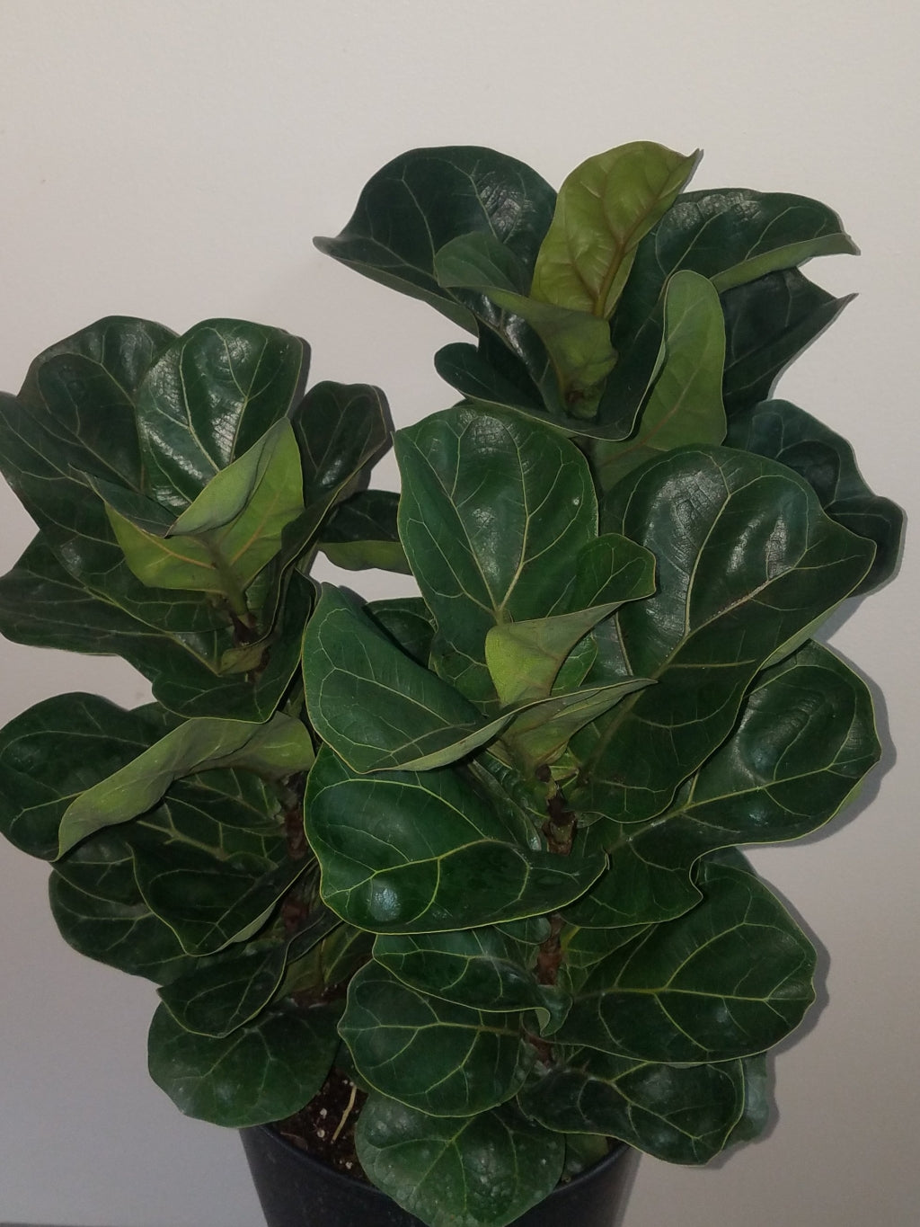 Ficus lyrata 'Little Sunshine' Dwarf Fiddle-Leaf Fig