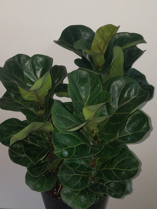 Ficus lyrata 'Little Sunshine' Dwarf Fiddle-Leaf Fig