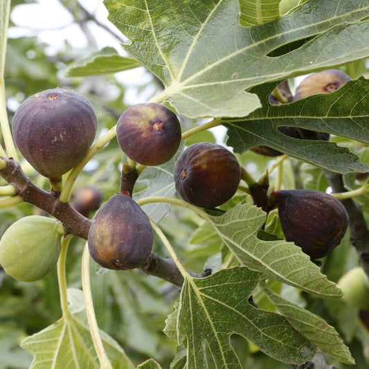 Black Mission Fig