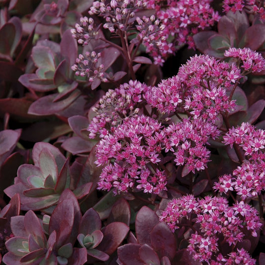 Sedum 'Sunsparkler Firecracker' Stonecrop