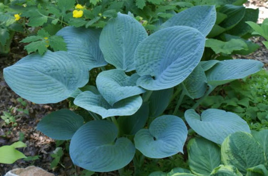 Hosta 'Fragrant Blue' Plantain Lily