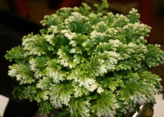 Selaginella krauss. 'Variegatus' Frosty Fern