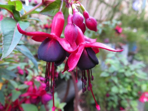 Debron’s Black Cherry Hardy Fuchsia