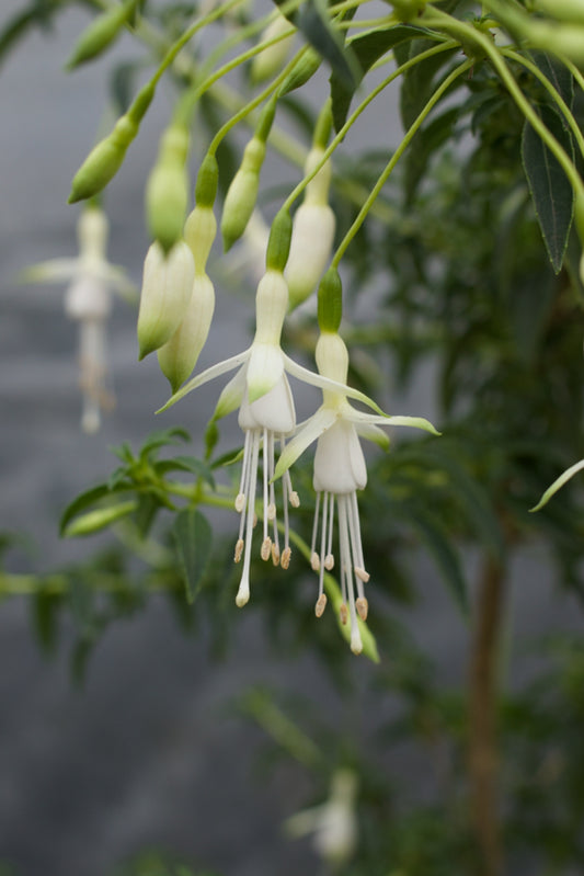 Hawkshead Hardy Fuchsia