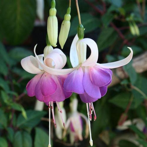 Lena Dalton Hardy Fuchsia