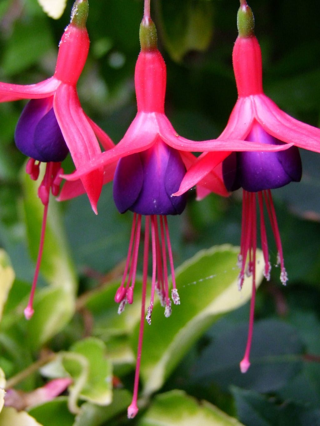 Mrs Popple Hardy Fuchsia