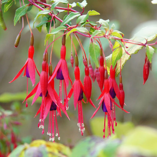 Riccartonii Hardy Fuchsia