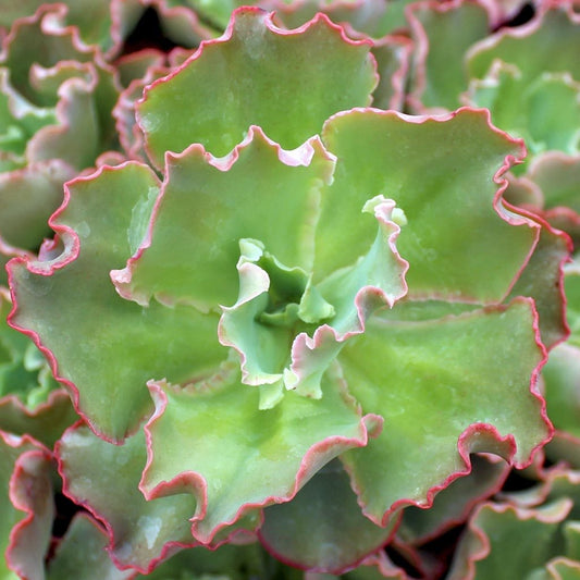 Echeveria 'Giant Blue' Succulent