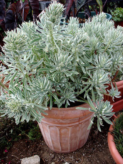 Euphorbia ‘Glacier Blue’ Spurge