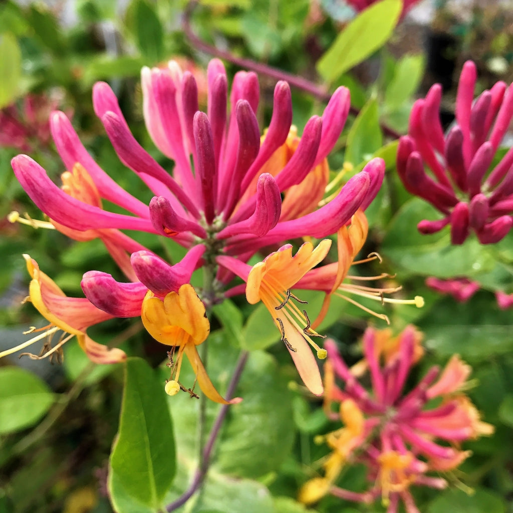 Goldflame Honeysuckle