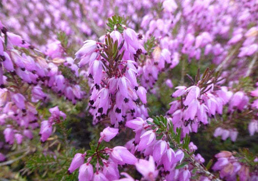 Alan Coates Erica Heather