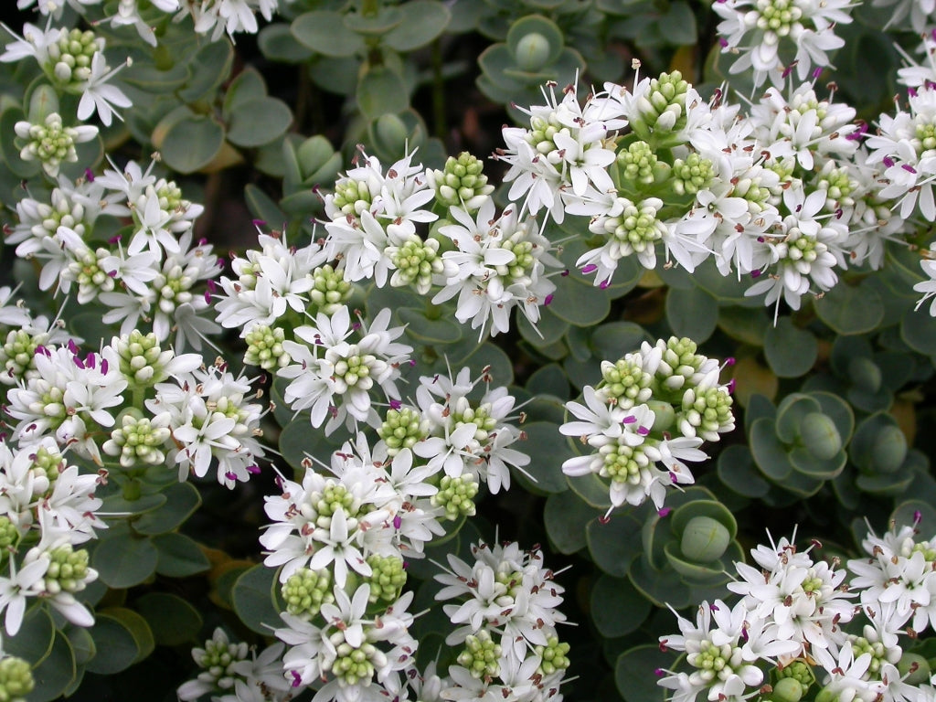 Hebe glaucophylla