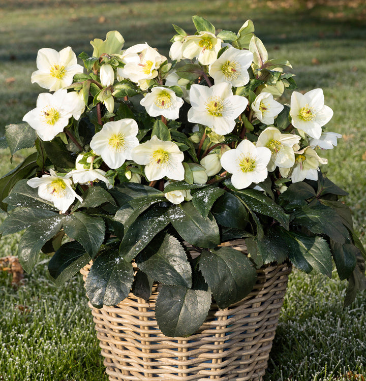 Hellebore 'Ice N' Roses White' Snow Rose
