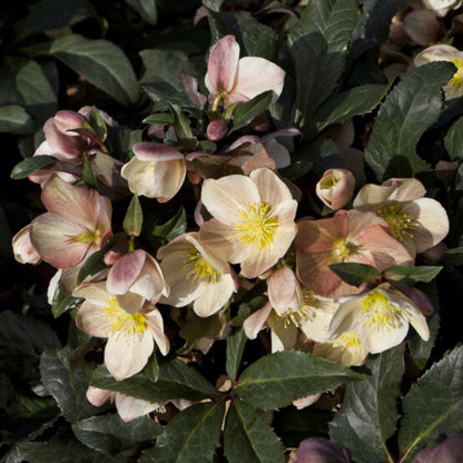 Helleborus x ballardiae 'Camelot' Snow Rose
