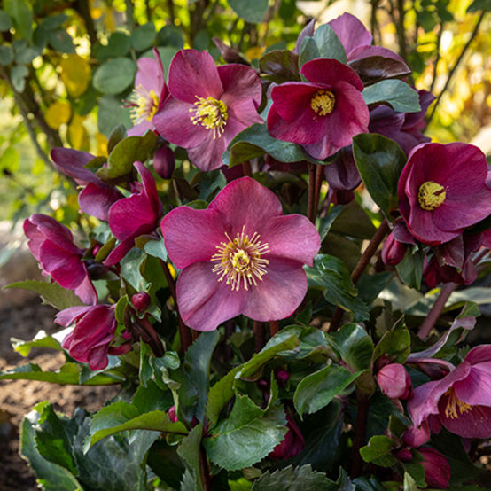 Hellebore Ice N' Roses Early Red Snow Rose