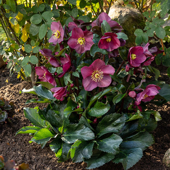 Hellebore Ice N' Roses Early Red Snow Rose
