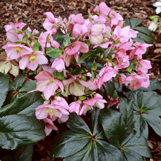 Hellebore Snow Rose Bundle Quart 4 Pack