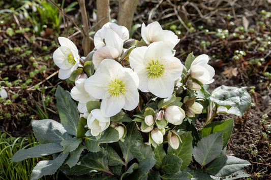 Helleborus Frosty Snow Rose