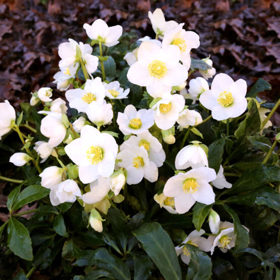 Jasper Hellebore Christmas Rose