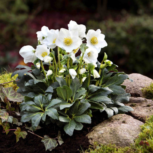 Hellebore Jesko White Christmas Rose
