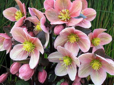 Rabbit-resistant Perennials