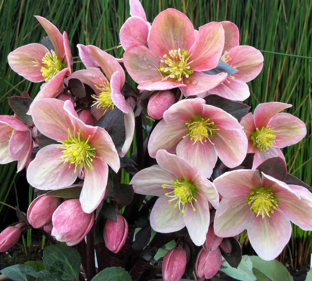 Hellebore Pink Frost Snow Rose