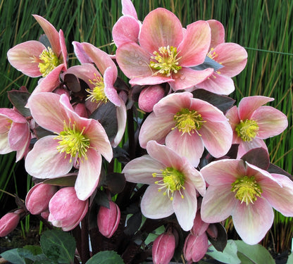 Hellebore Snow Rose Bundle 4 Pack