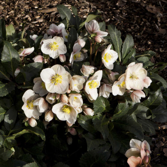 Shooting Star Snow Rose Hellebore